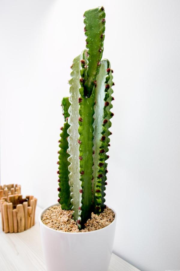 Cactus Apartment San Miguel de Abona Exterior foto